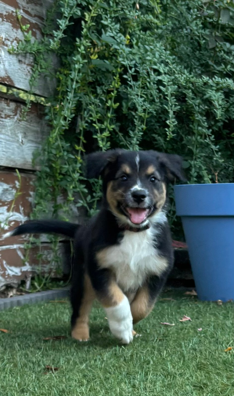 Raszuivere Australian shepherd pups, Dieren en Toebehoren, Honden | Herdershonden en Veedrijvers, 8 tot 15 weken, Parvo, Meerdere