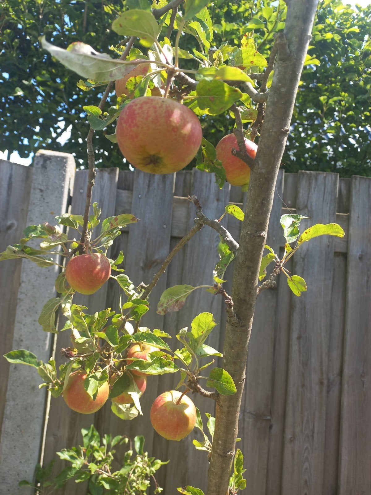 Elstar appelboom - hangt vol appels!, Ophalen