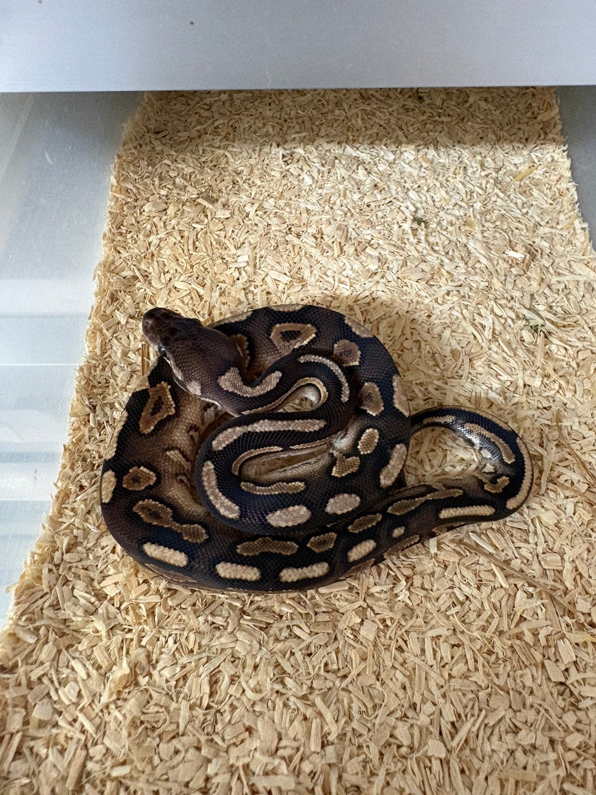 Vrouwtje cinnamon poss het dg koningspython ballpython Ball Python photo 2