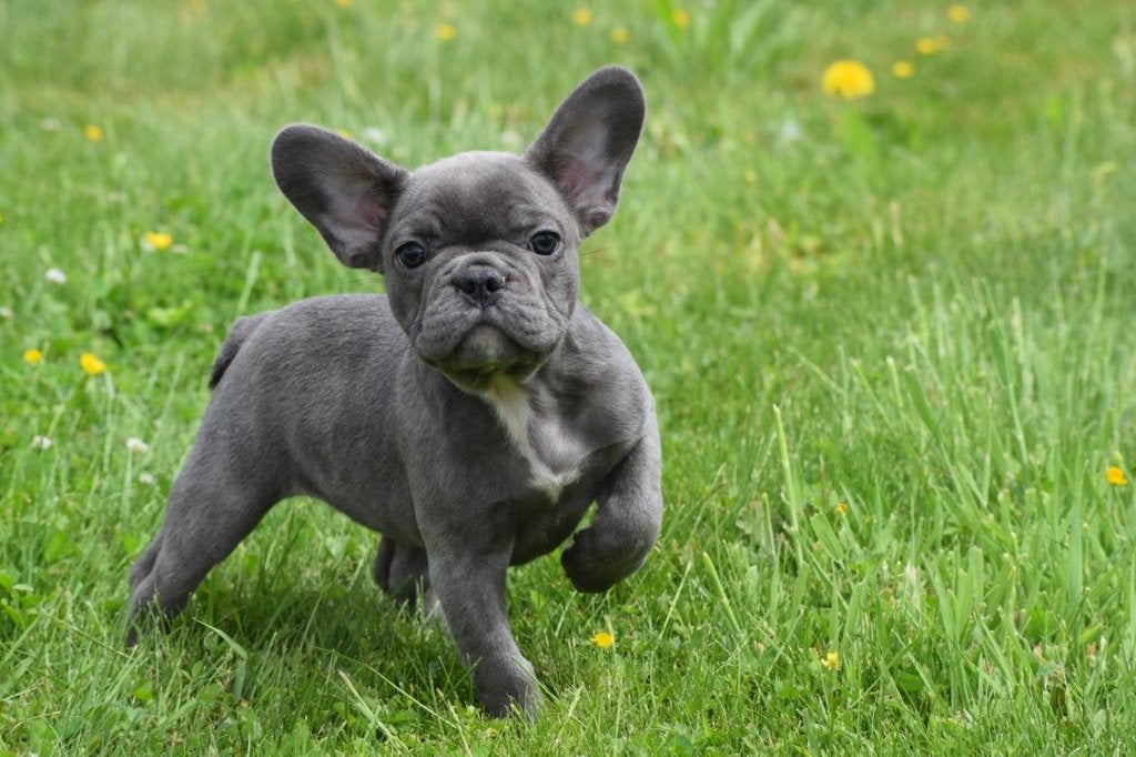 Franse bulldog pups, 15 weken tot 1 jaar, Buitenland, Parvo, Bulldog