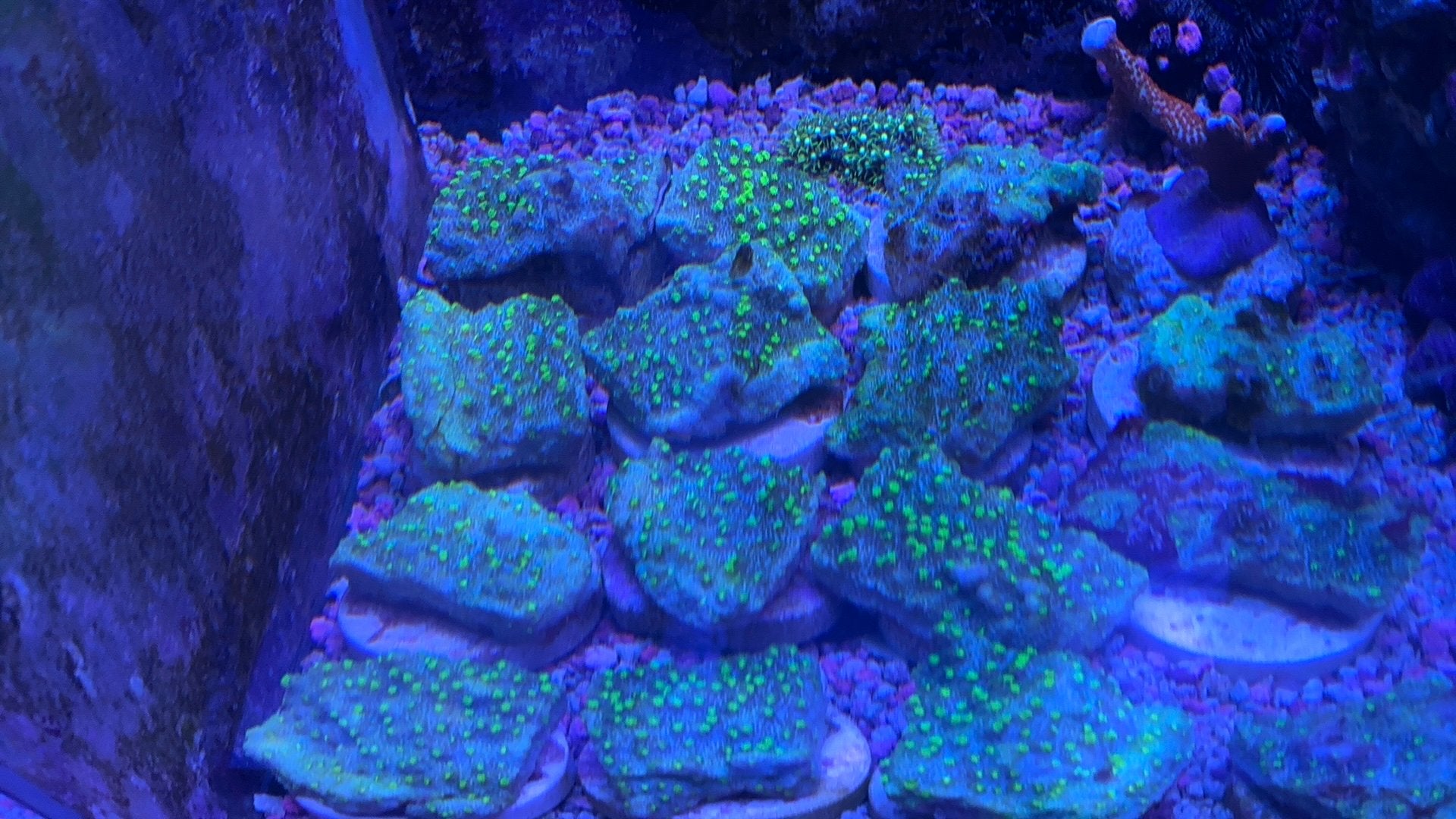 Frags van montipora en cyphastrea, Overige typen