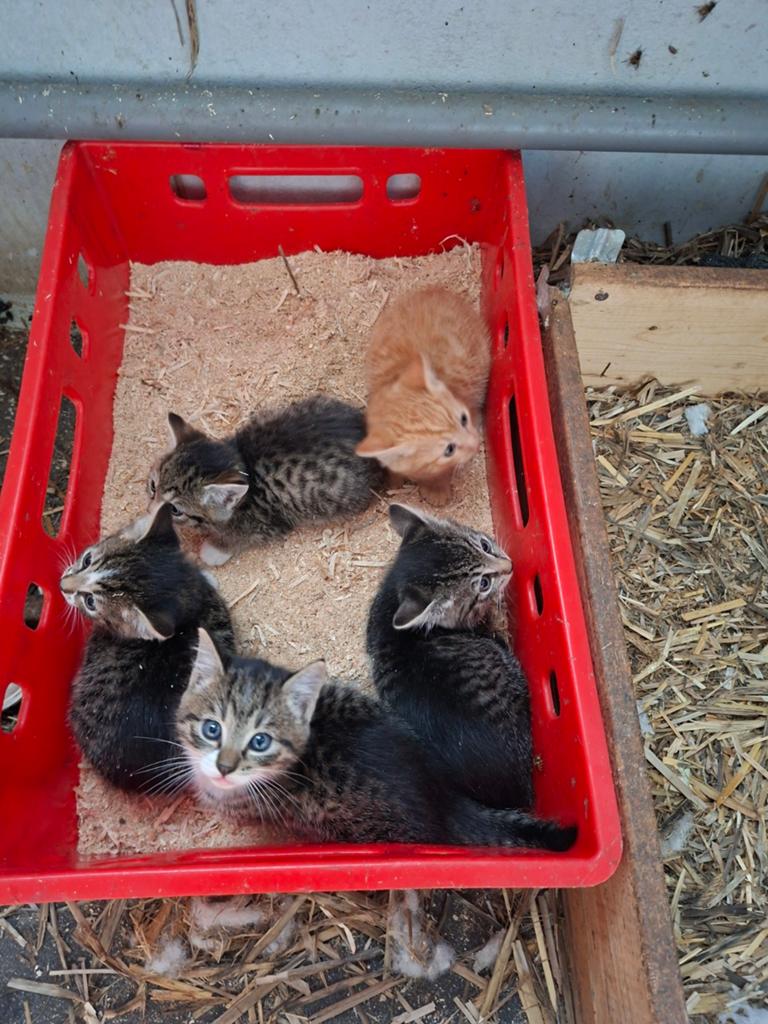 Te koop lieve boerderij kittens, Dieren en Toebehoren, Katten en Kittens | Overige Katten, Kater