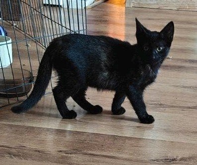 kitten poesje, Dieren en Toebehoren, Kater, Kortharig, 0 tot 2 jaar