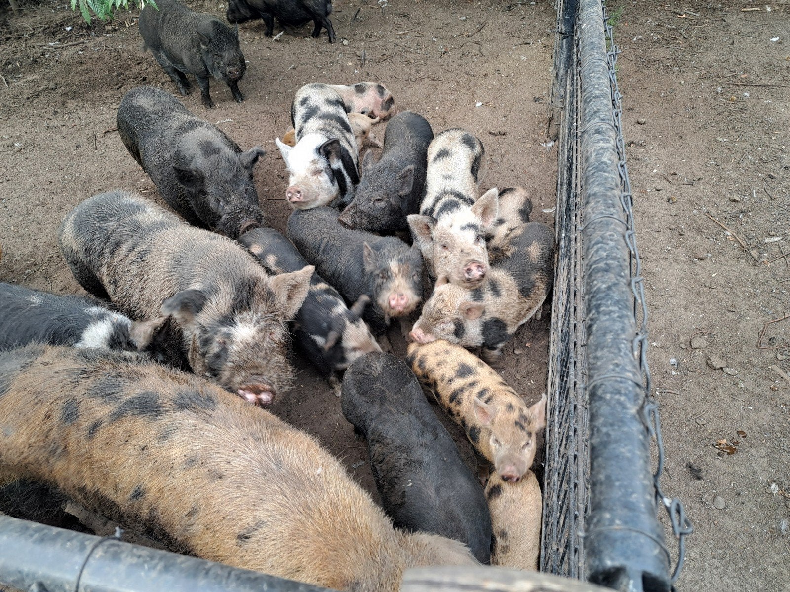 Biggen te koop, Dieren en Toebehoren, Schapen, Geiten en Varkens