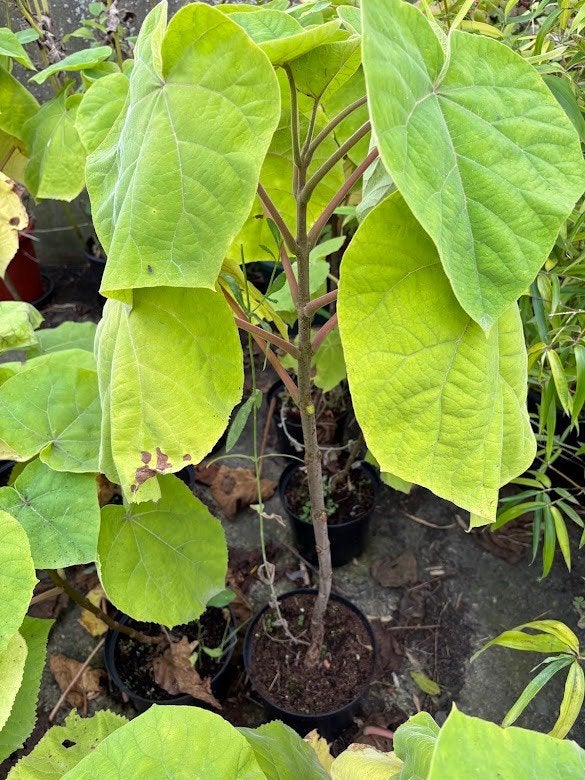 Paulownia tomentosa - Keizersboom, of struik, Tuin en Terras, Overige soorten, Lente, Minder dan 100 cm, Ophalen