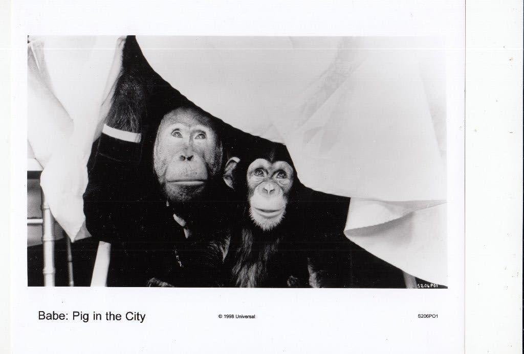 Babe: Pig in the City - Originele promotiefoto (1998), Verzamelen, 1980 tot heden, Foto, Nieuw, Ophalen of Verzenden