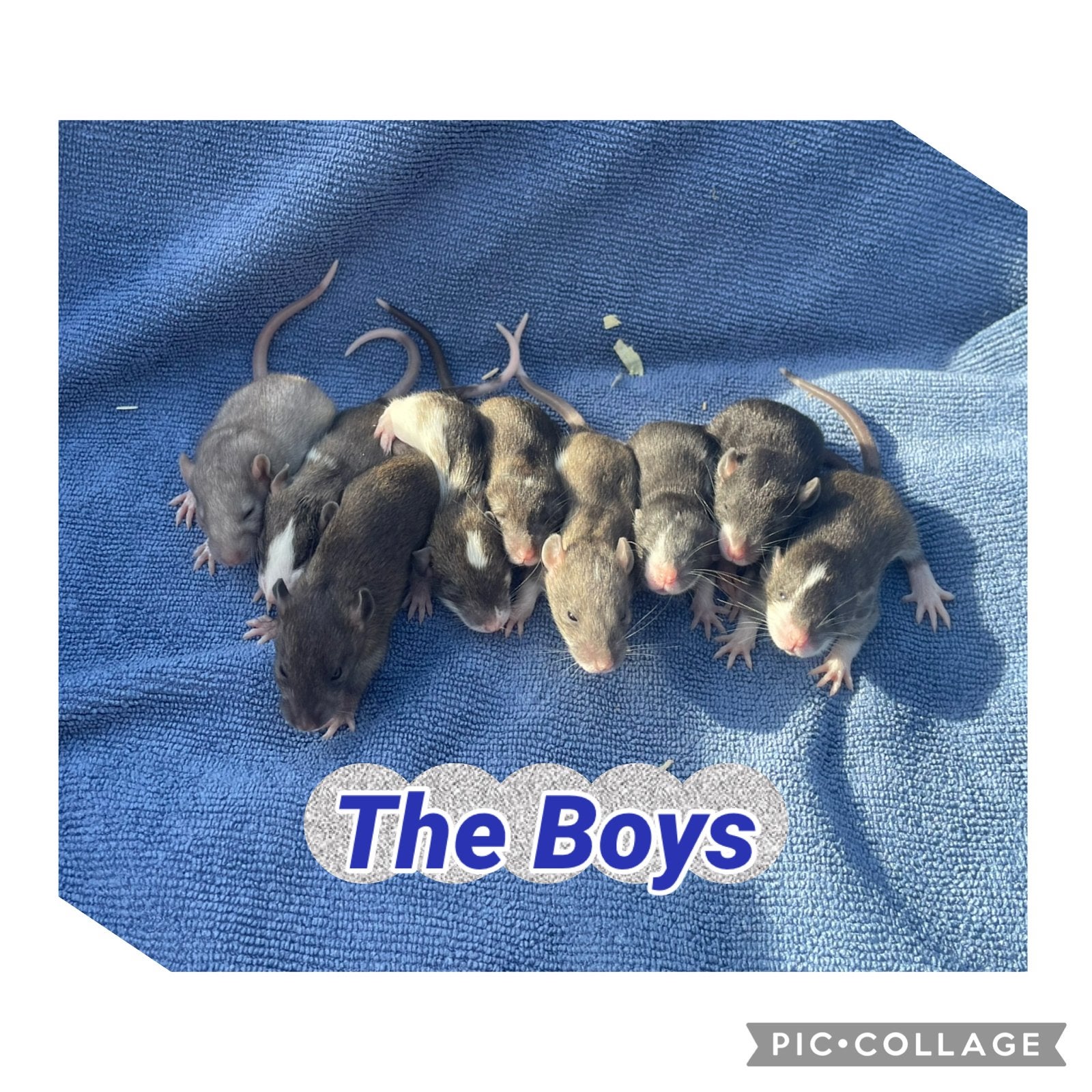 13 lieve ratjes zoeken een warme thuis!, Rat, Meerdere dieren, Tam, September