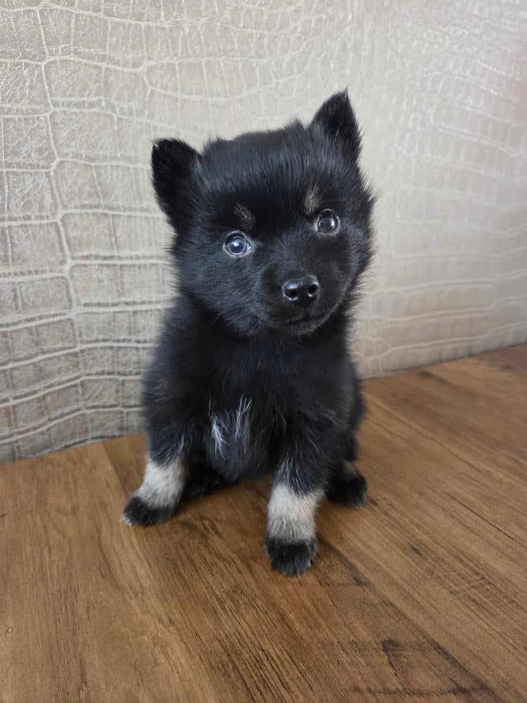 Pomsky pup reutje, Dieren en Toebehoren, Honden | Poolhonden, Keeshonden en Oertypen, Reu, 8 tot 15 weken, Poolhond, Eén hond