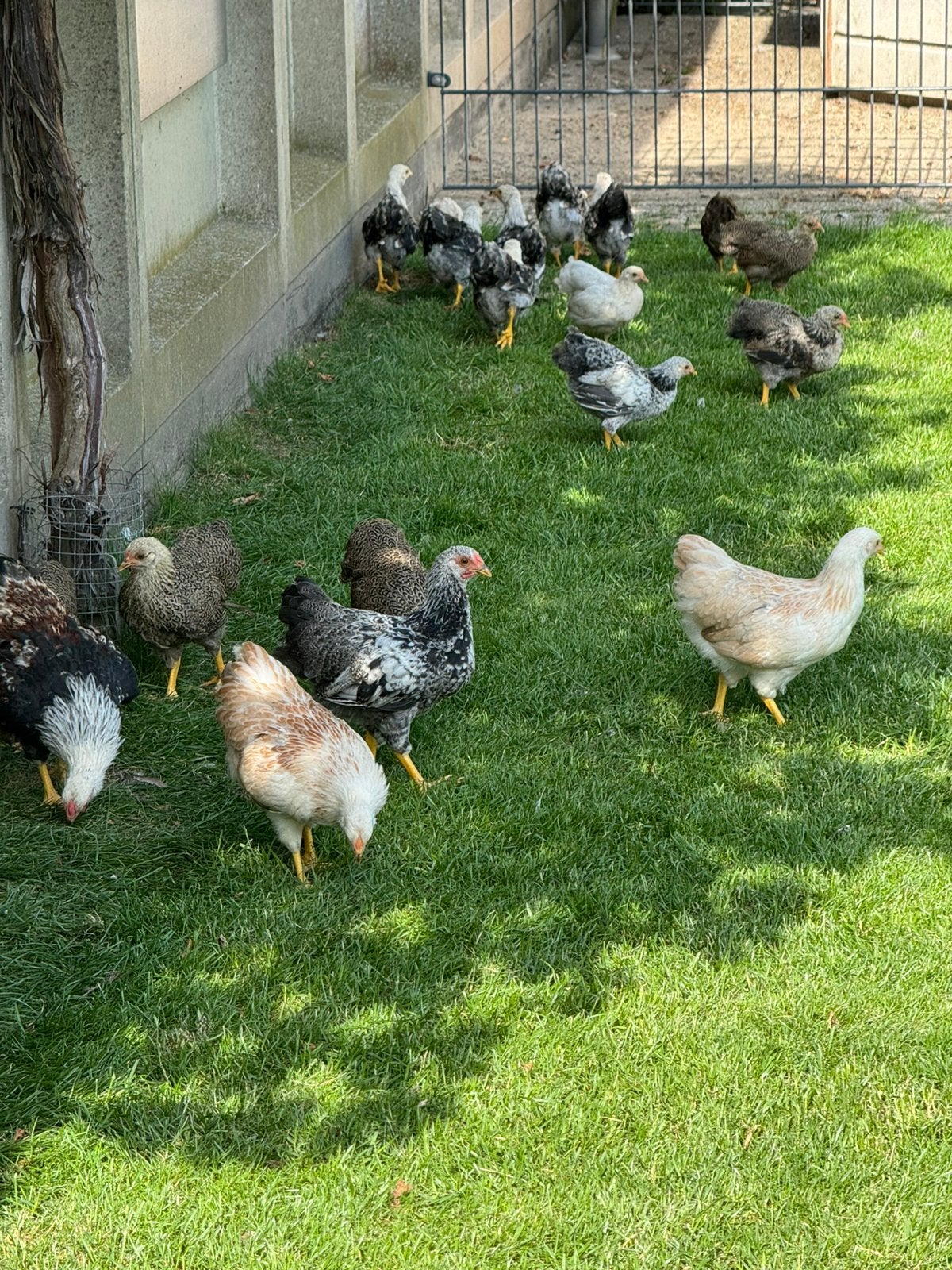 Wyondotte kriel hanen, Dieren en Toebehoren, Mannelijk, Kip
