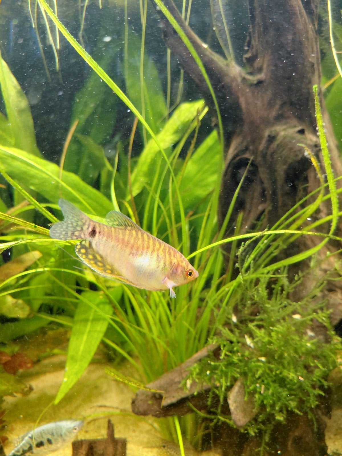 4x gourami's, Vis