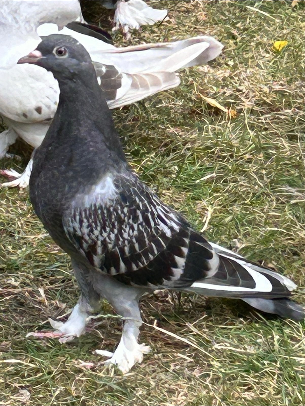 Jong takla doffer, Mannelijk, Kropper