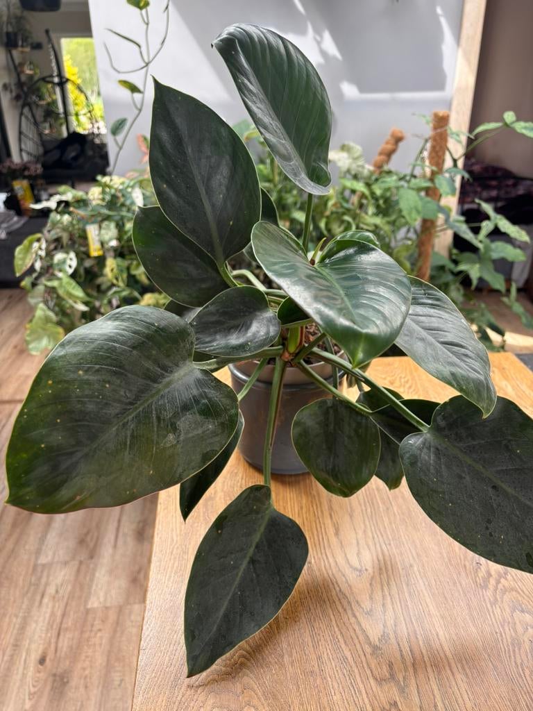 Philodendron green princess, Ophalen of Verzenden