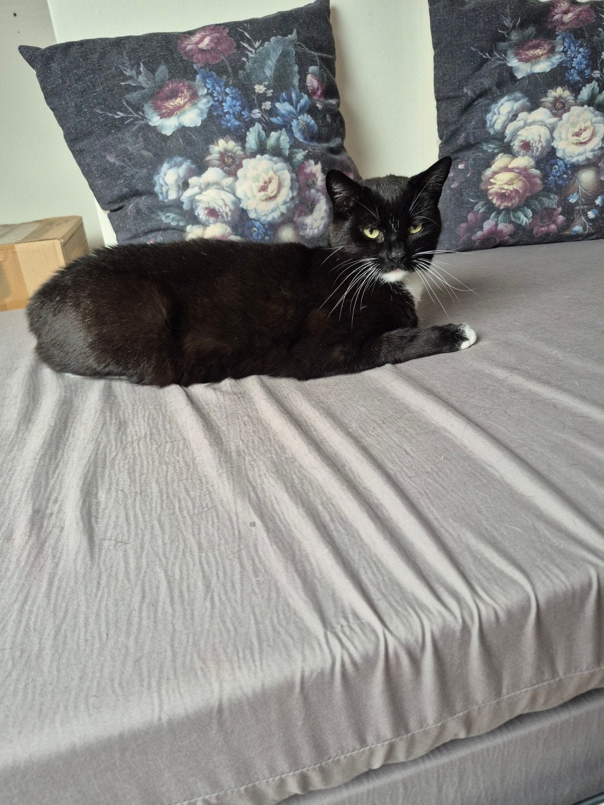 Lieve poes en kat, Meerdere dieren