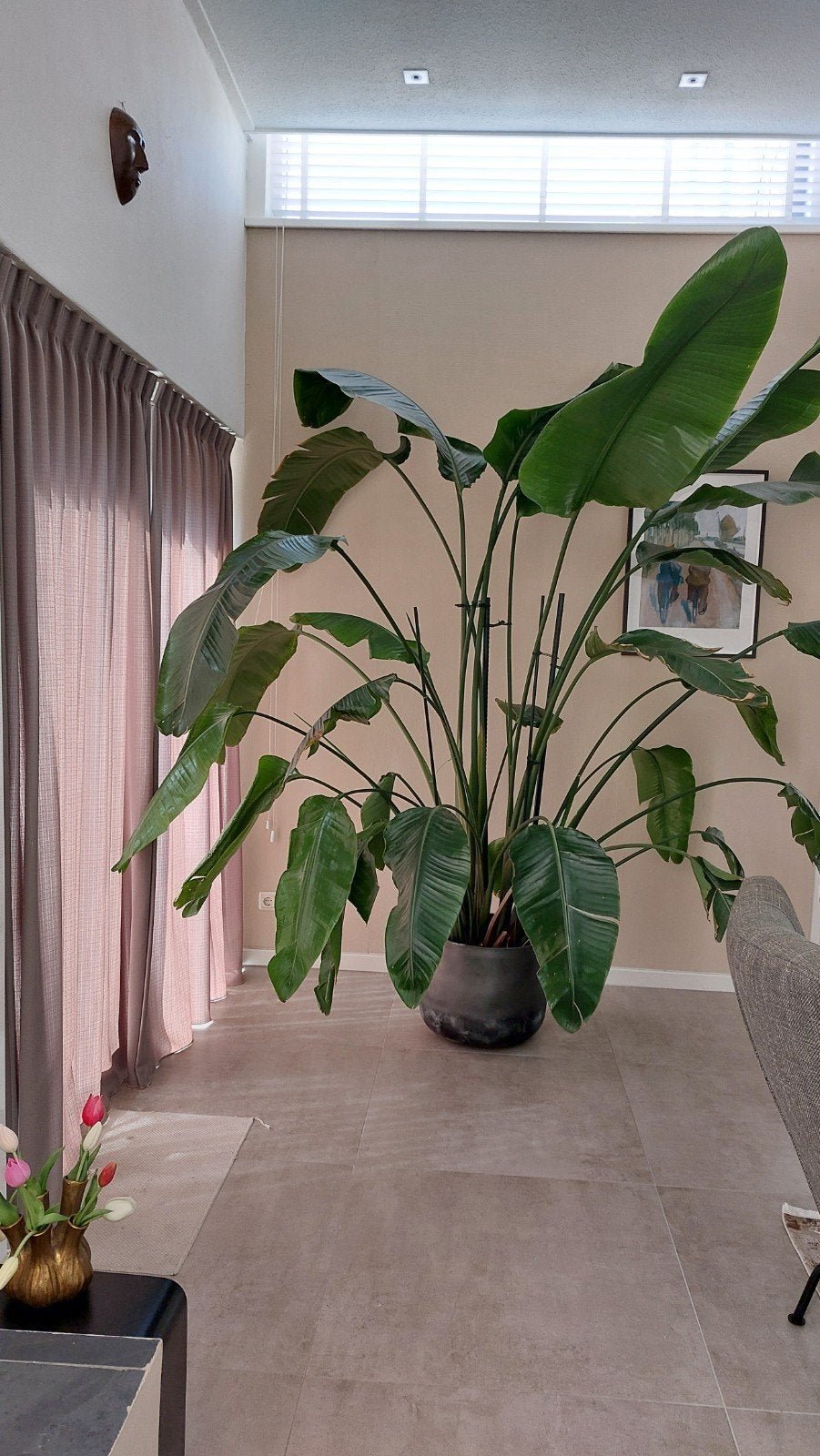Grote Strelitzia Nicolai - Paradijsvogelplant, Huis en Inrichting, Kamerplanten, Ophalen, 200 cm of meer, Overige soorten, Halfschaduw