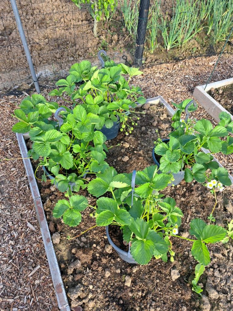 Aardbeien planten 4 stuks, Ophalen, Volle zon, Vaste plant, Fruitplanten