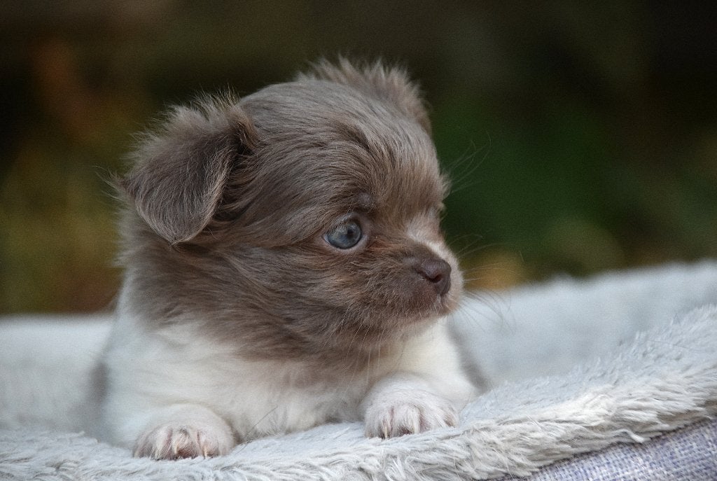 FCI stamboom langharige chichuahuapuppies, Dieren en Toebehoren, België, 8 tot 15 weken, Parvo, Meerdere