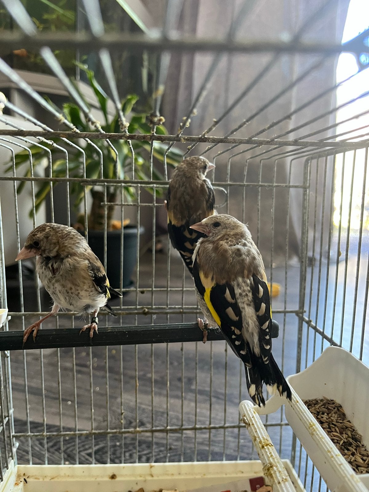 Parva putter van 2026, Dieren en Toebehoren, Vogels | Overige Vogels, Mannelijk, Wildzangvogel