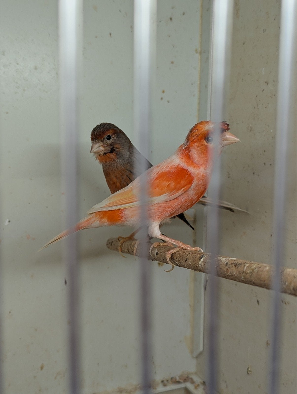 kanaries, Dieren en Toebehoren, Vogels | Kanaries, Meerdere dieren, Kleurkanarie