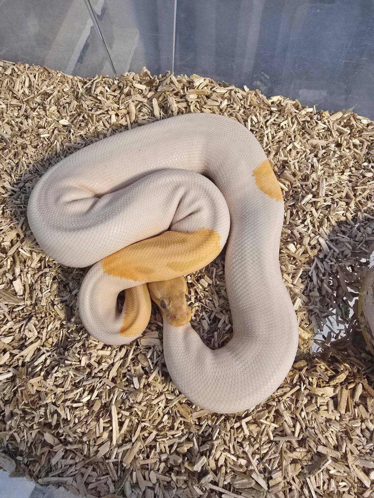 div ball pythons Ball Python - unknown for sale from Rojes