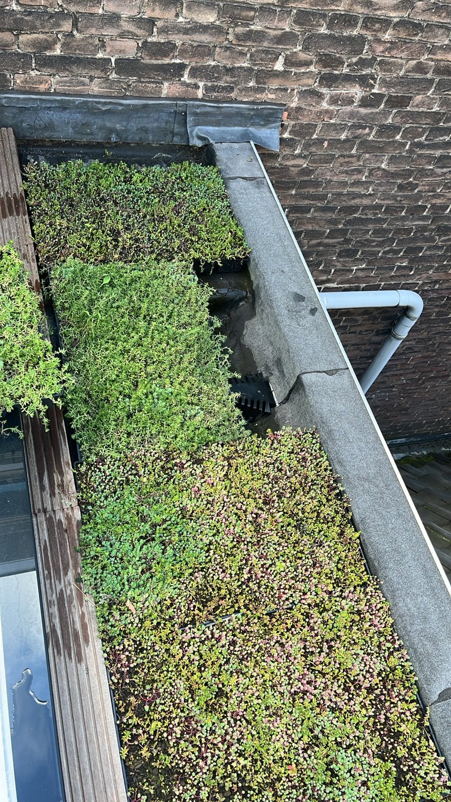 Sedum cassettes voor groendak, Bodembedekkers, Volle zon, Vaste plant, Ophalen of Verzenden