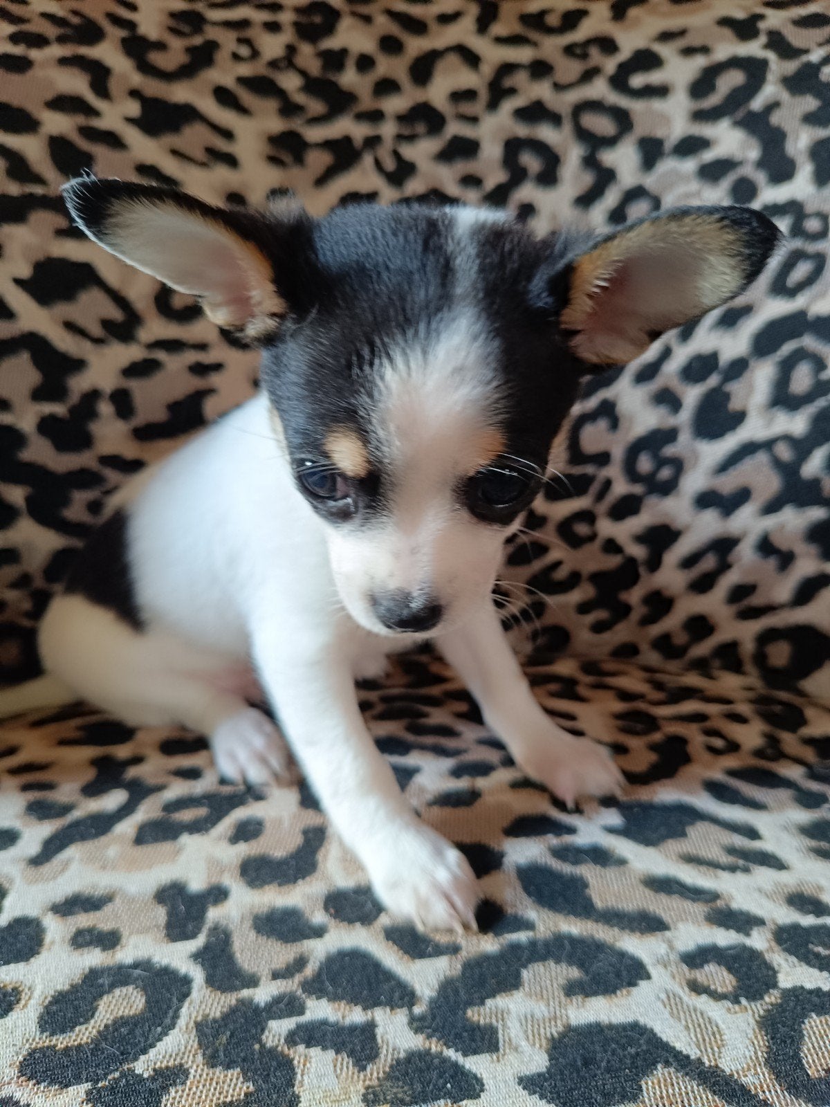 chihuahua pup, reutje, Reu, 8 tot 15 weken, Eén hond, Chihuahua