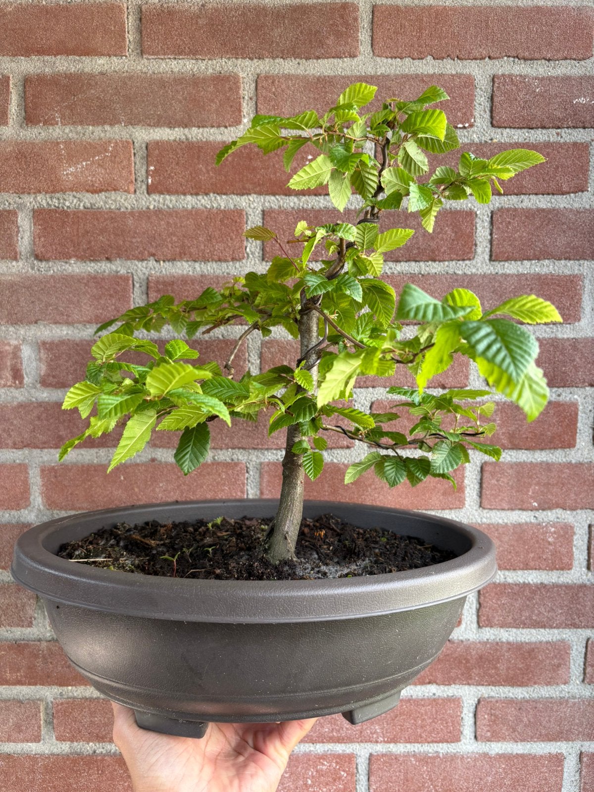 Bonsai Carpinus Betulus, Bloeit niet, Halfschaduw, Minder dan 100 cm, Overige soorten