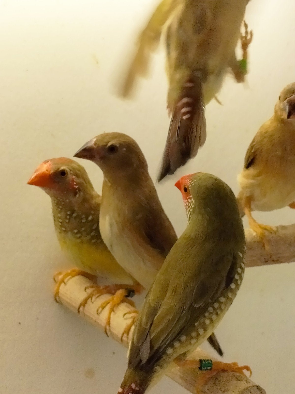 Binsen Astrilde, Dieren en Toebehoren, Vogels | Overige Vogels, Meerdere dieren