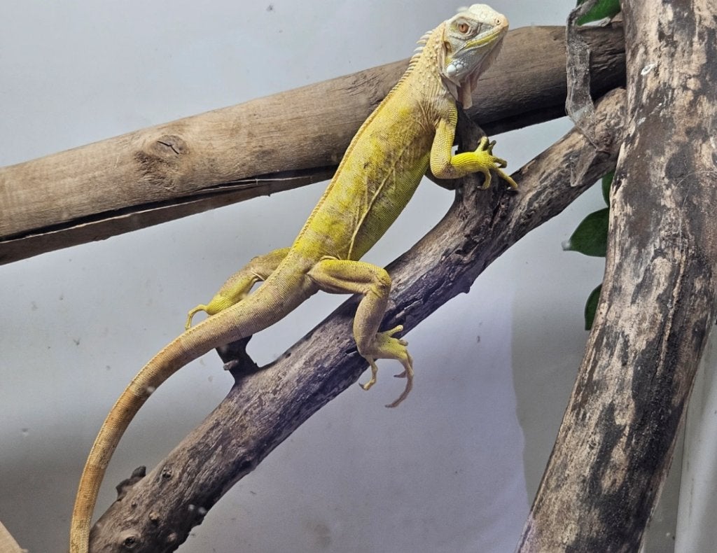 guana iguana ALBINOS 2025, Hagedis, 0 tot 2 jaar