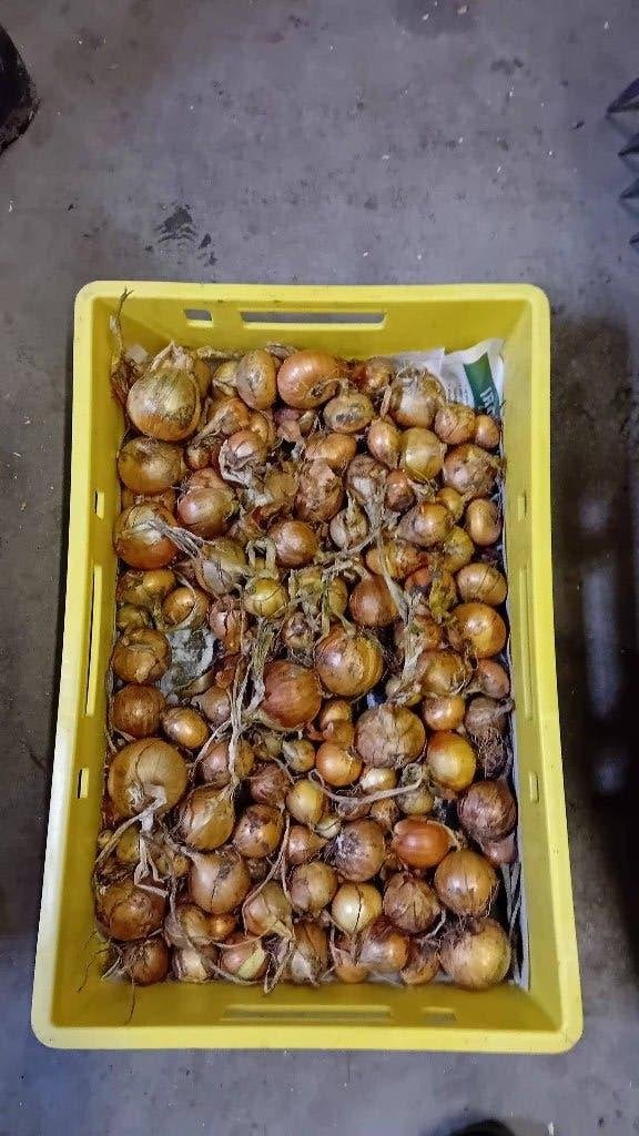 Biologische uien, Ophalen