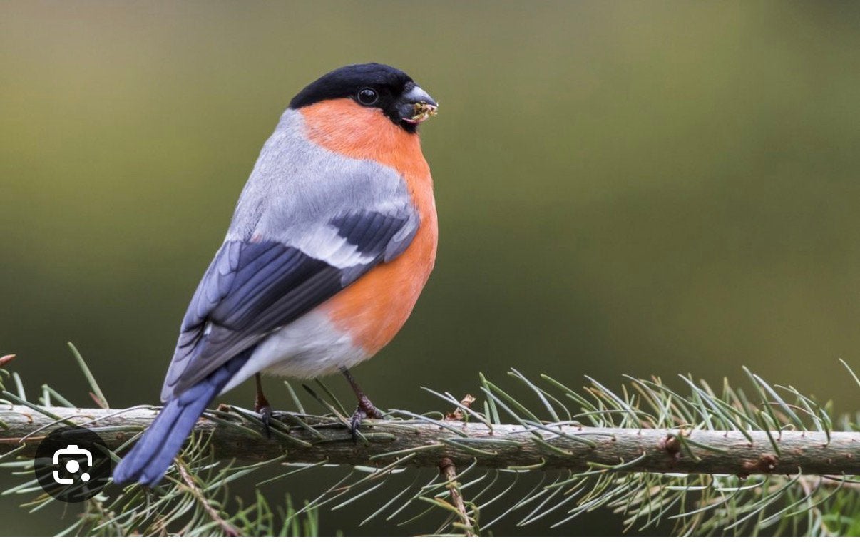 Europese goudvinkman 2025, Dieren en Toebehoren, Mannelijk, Wildzangvogel, Geringd