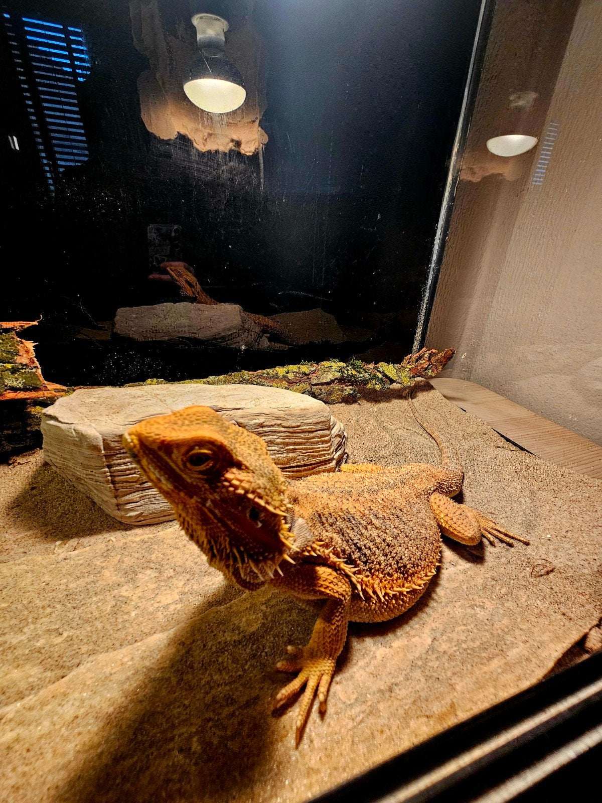 Baardagaam -  Vrouw - Inclusief Terrarium. Bearded Dragon photo 9