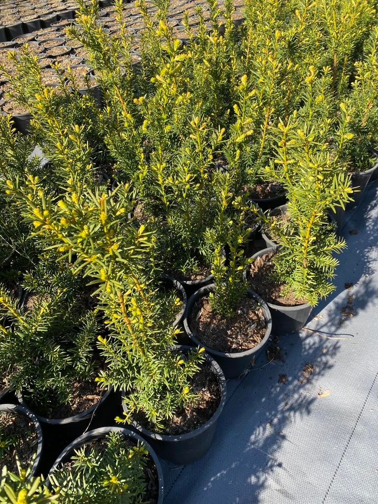 Prachtige taxus baccata 40cm in20cmpot €3pst, Ophalen, Taxus, Minder dan 100 cm