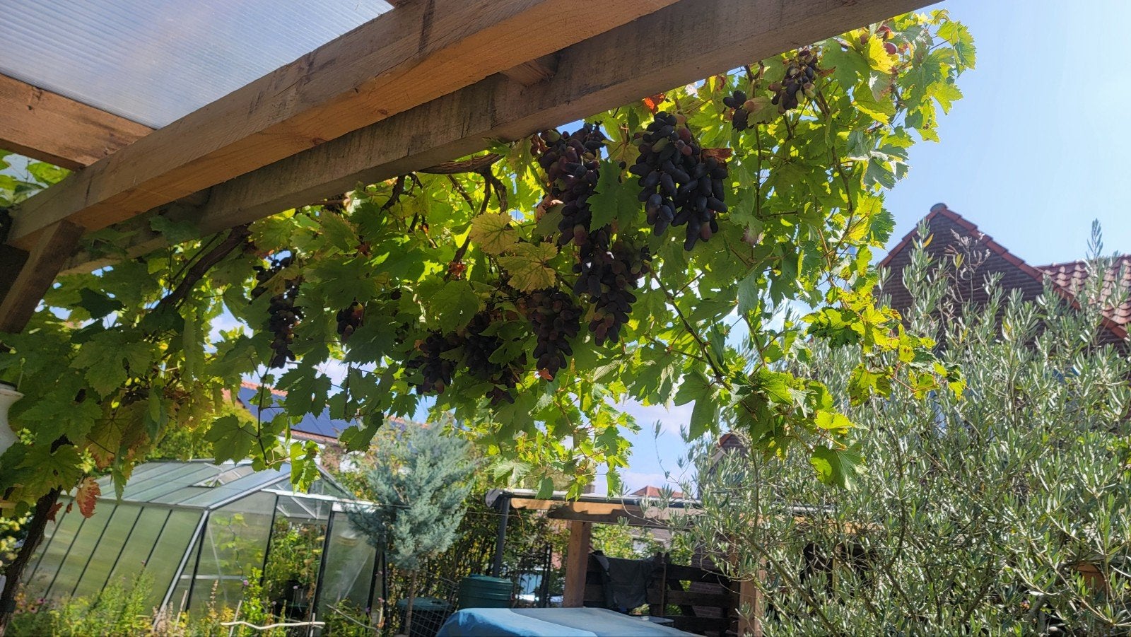 Prachtige Tafeldruif 'Souvenir' Dadelvormig - 2.5m hoog, Tuin en Terras, Ophalen, 250 tot 400 cm, Volle zon, Overige soorten