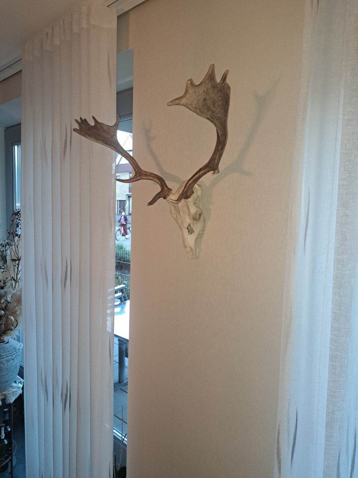 Hertengewei op schedel, Huis en Inrichting, Vintage, Gebruikt, Ophalen of Verzenden, Natuurlijk materiaal