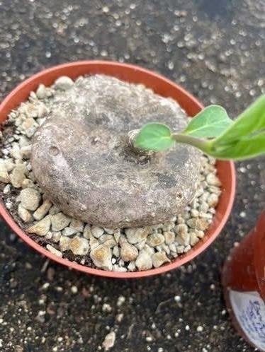 Caudex plant Brachystelma Sp. Nova potmaat 10,5 cm pot., Huis en Inrichting, Overige soorten, Ophalen of Verzenden, In pot, Minder dan 100 cm