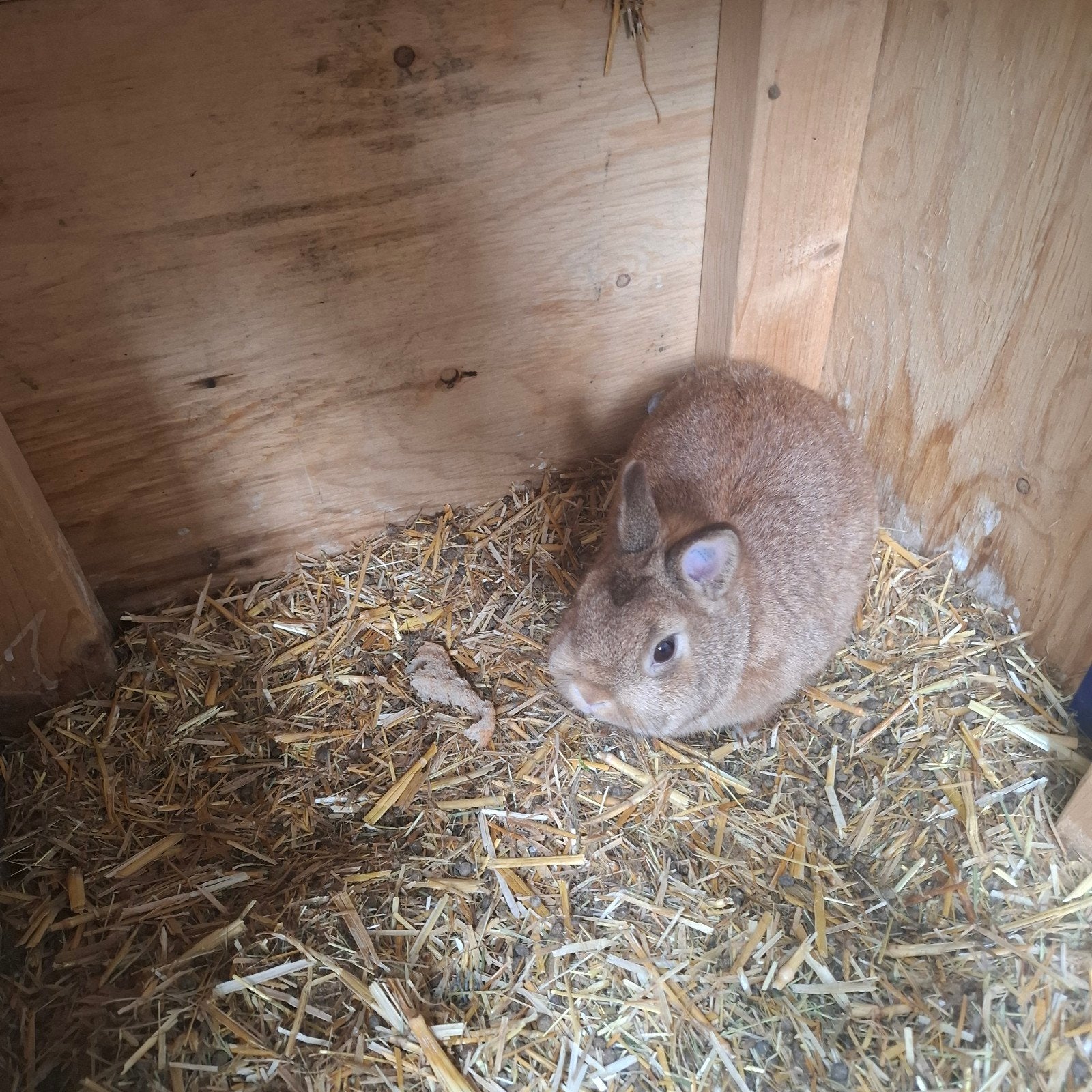 Lief konijn 2.5jaar oud, Dieren en Toebehoren, Konijnen, Mannelijk