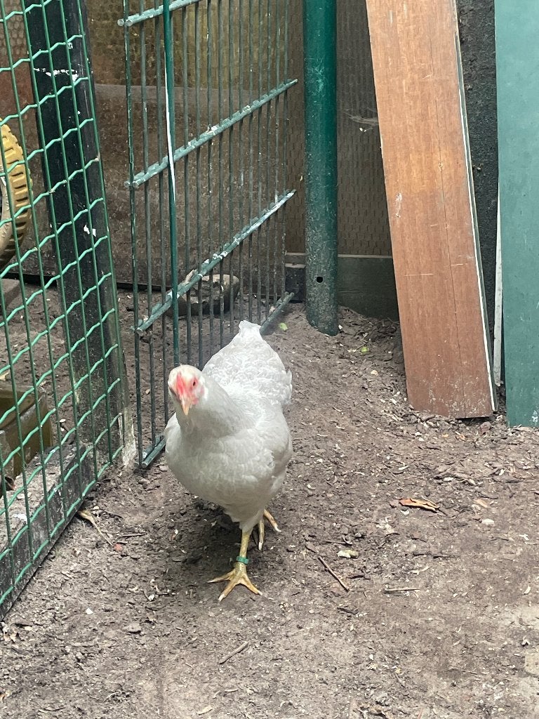 wyandotte krielkip, Dieren en Toebehoren, Pluimvee, Vrouwelijk, Kip