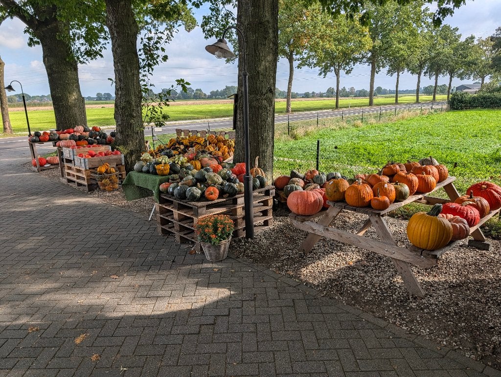 Veel soorten pompoenen en kalebassen, Ophalen, Nieuw