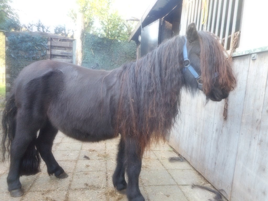 shetlander, Hengst