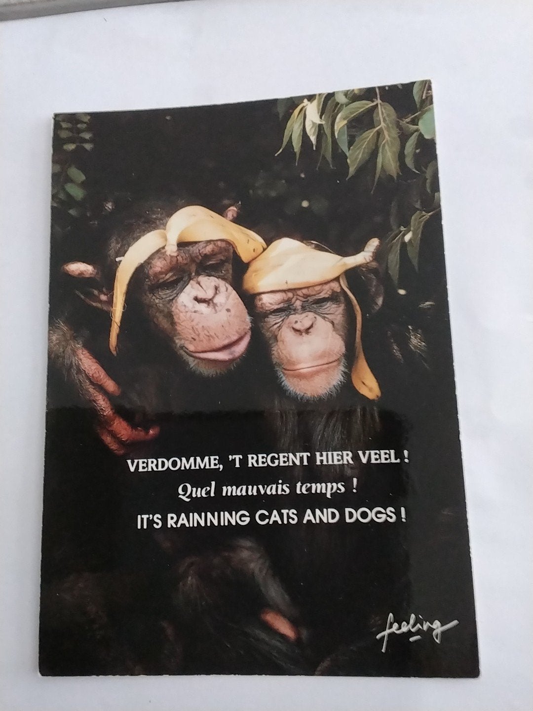 APEN / VERDOMME 'T REGENT HIER VEEL!, Ophalen of Verzenden, Overige thema's