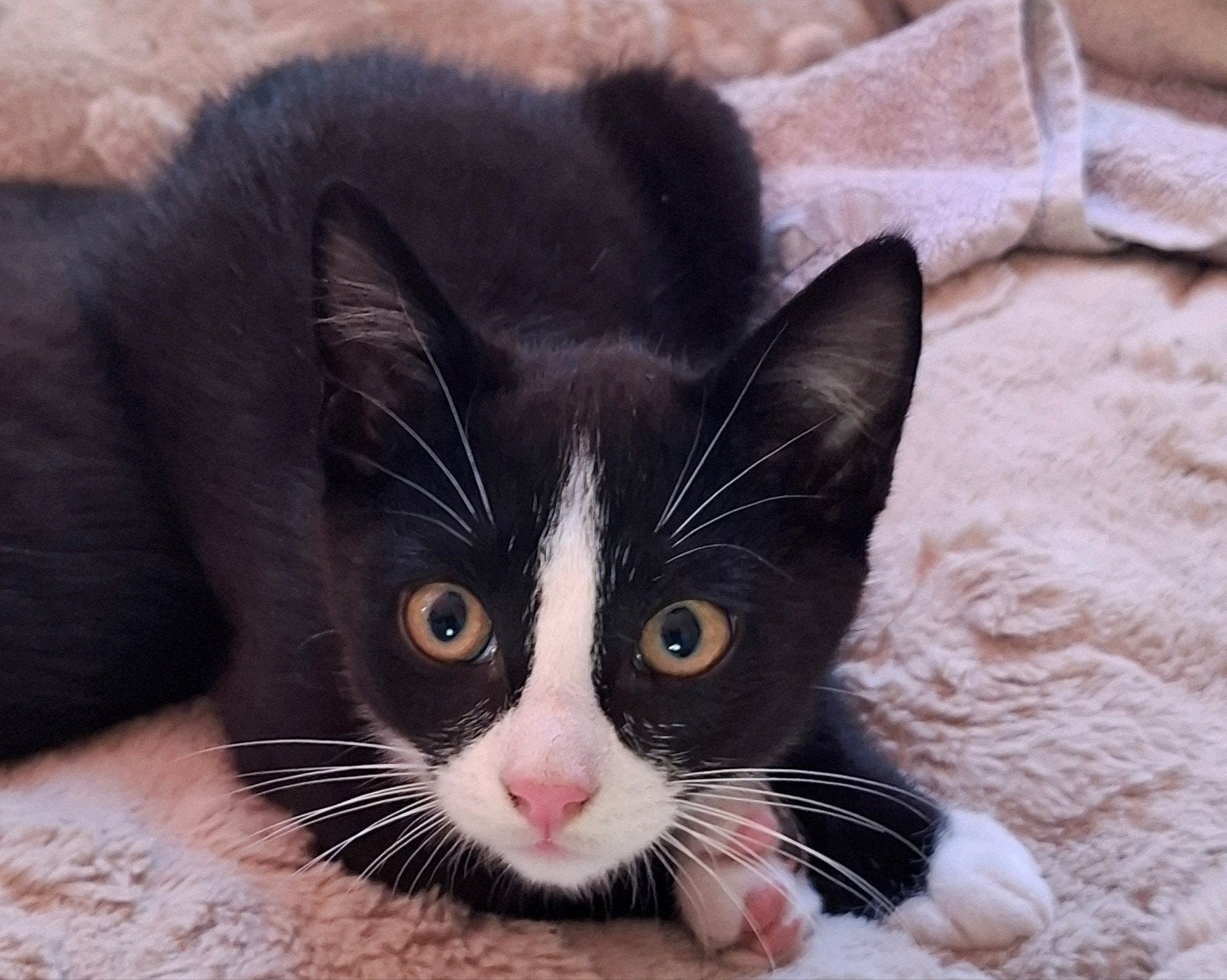 Super lieve kittens, Dieren en Toebehoren