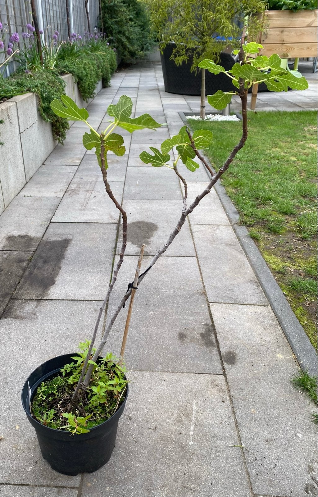 Klein vijgenboompje - Ficus carica 'Brown Turkey', Ophalen, Minder dan 100 cm, Lente, Volle zon