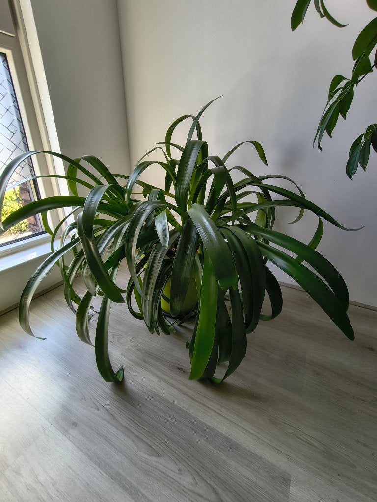 Grote, gezonde Clivia in plastic pot, Ophalen, Overige soorten, Halfschaduw, In pot