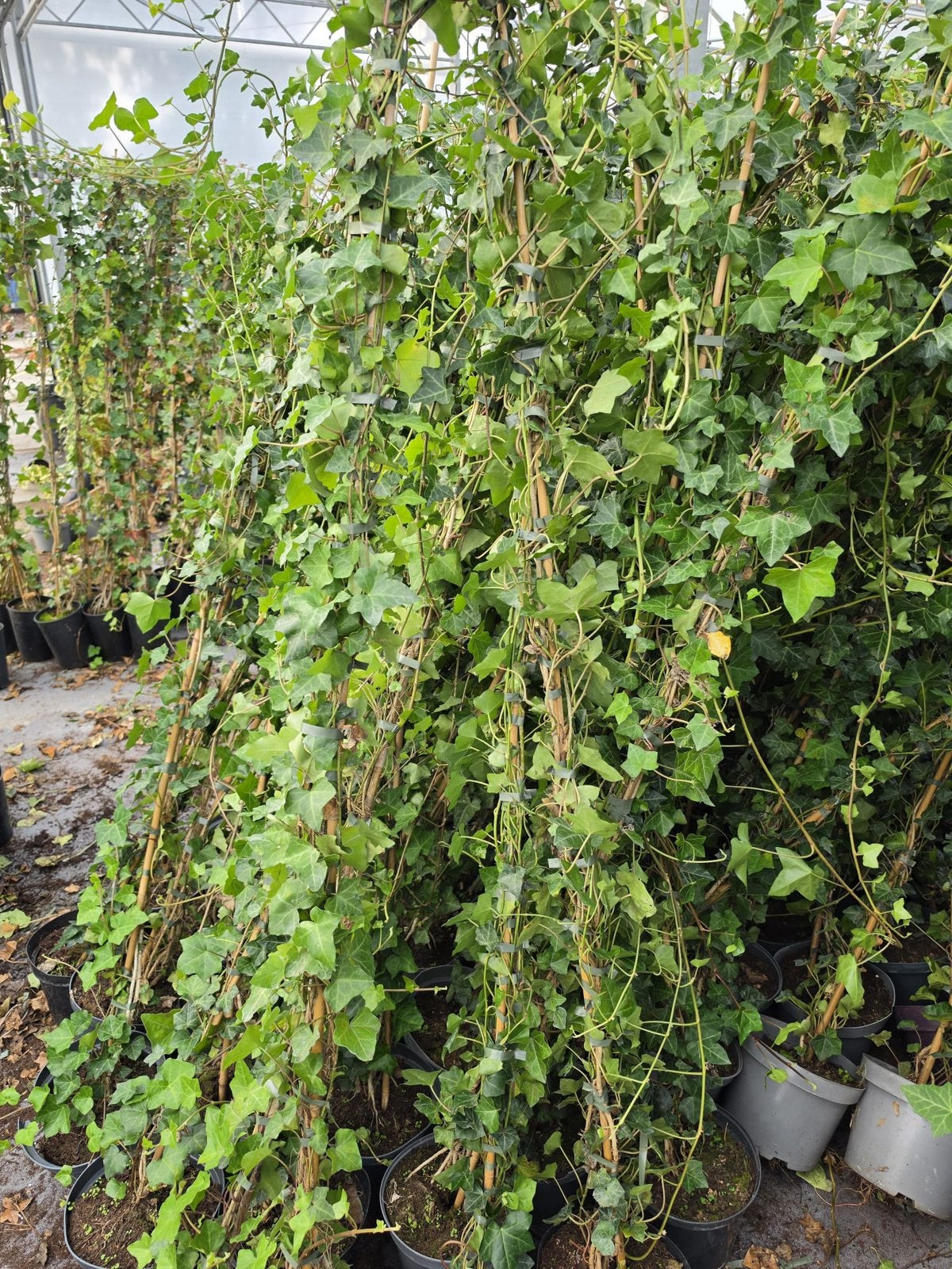 Hedera super lang dikke plant in 5 literpot 4 pm snel dicht, Ophalen, Vaste plant, Bloeit niet, Halfschaduw