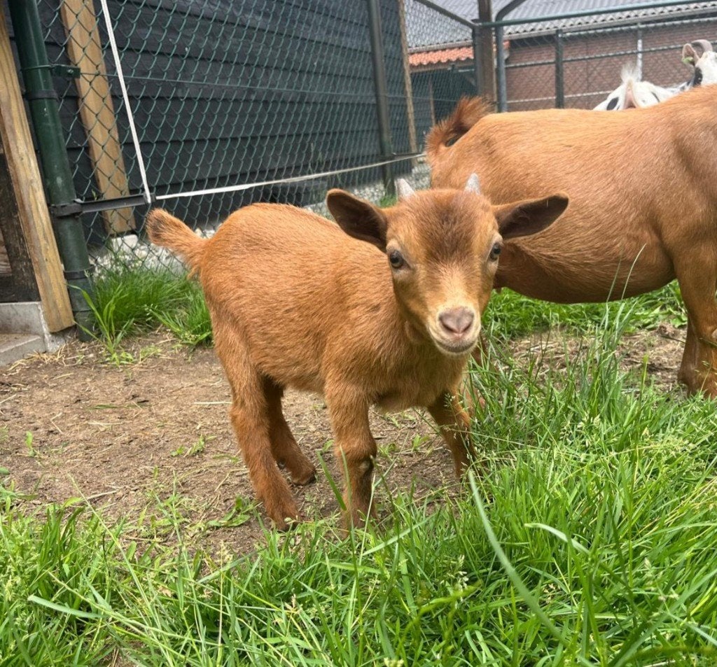 Dwerggeiten bokje te koop, Mannelijk, Geit, 0 tot 2 jaar