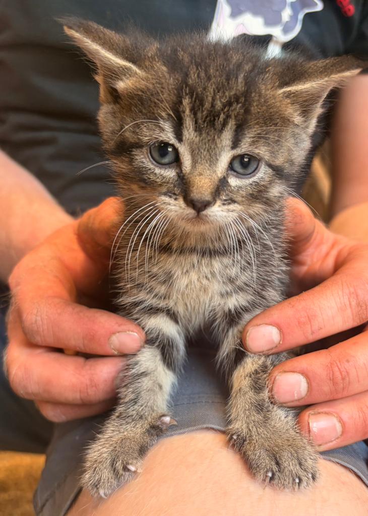 5 lieve boerderijkittens te koop, Meerdere dieren, Kortharig, 0 tot 2 jaar