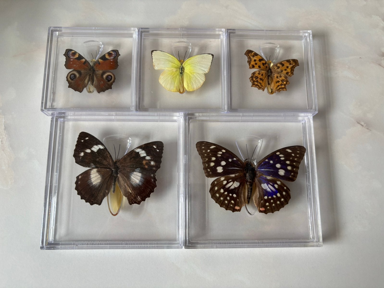 5 mooie opgezette vlinders in een acryl display, Ophalen of Verzenden, Zo goed als nieuw, Insect, Opgezet dier