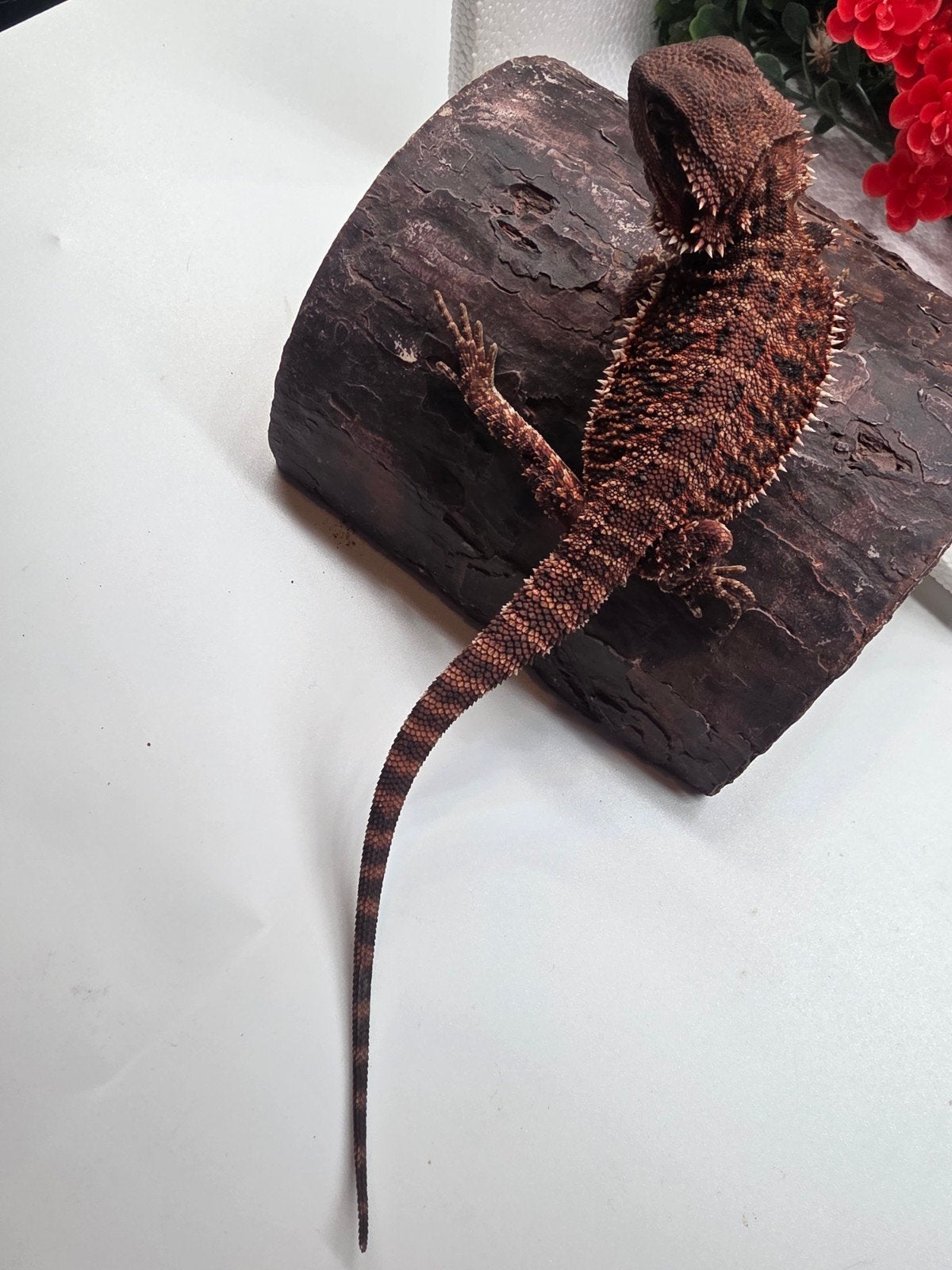 dark red monster, het hypo, man, Dieren en Toebehoren, Hagedis, 0 tot 2 jaar