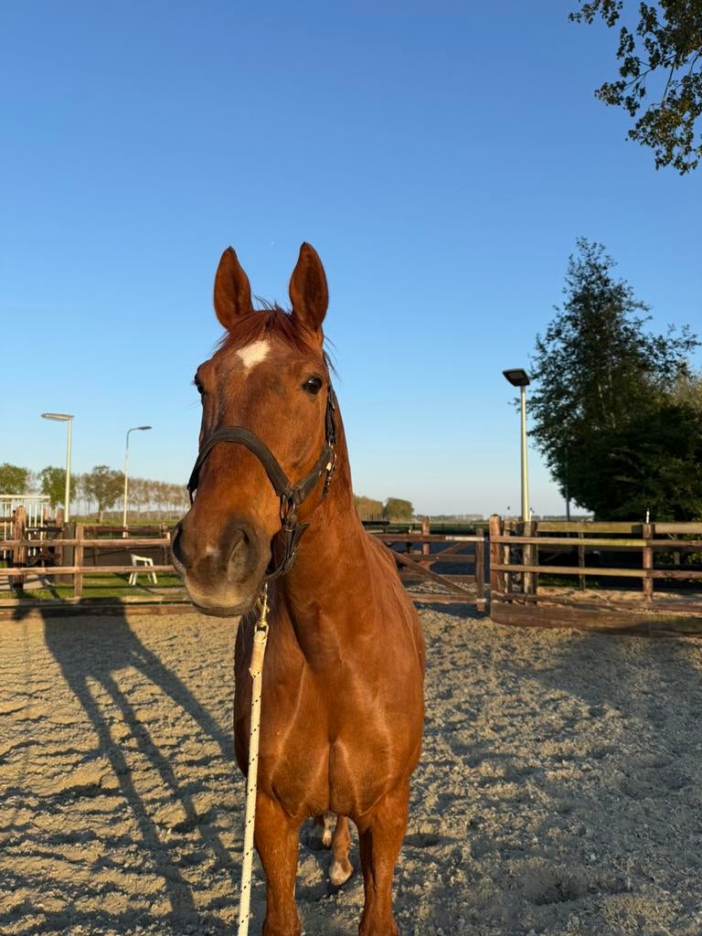 Stallin gezocht omgeving Alkmaar, Dieren en Toebehoren, Stalling en Weidegang, Stalling