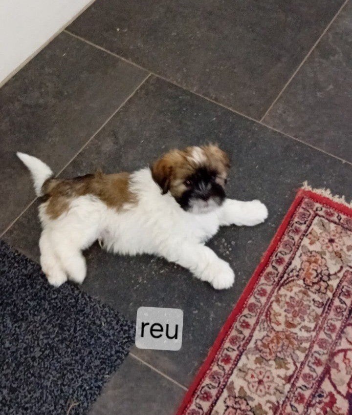 Te koop Lhasa apso x Lhasa apso pups, Dieren en Toebehoren, Overige rassen, 8 tot 15 weken, Meerdere, Meerdere dieren